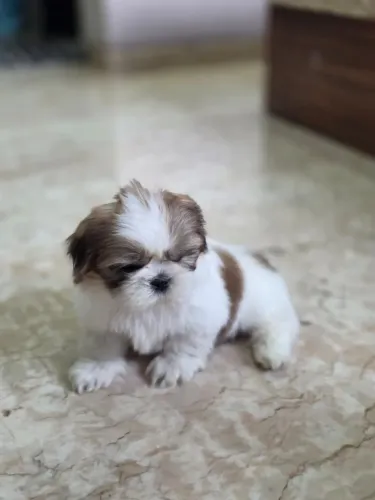 Shih Tzu Um dog especial esperando por um dono especial