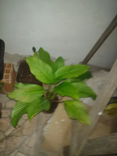 Plantas diversas