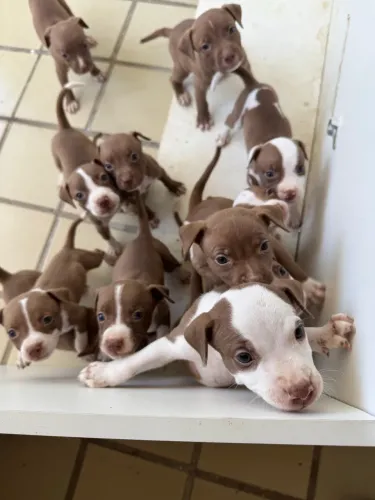 Filhotes de pitbull puro
