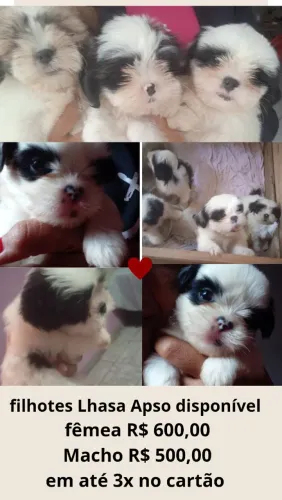 Lindos filhotes de Lhasa Apso disponível 