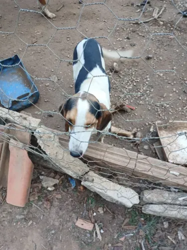 Venda de animais