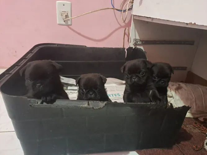 Lindas puggnhas