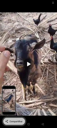 Vendo cabrito, raça pardo alpino