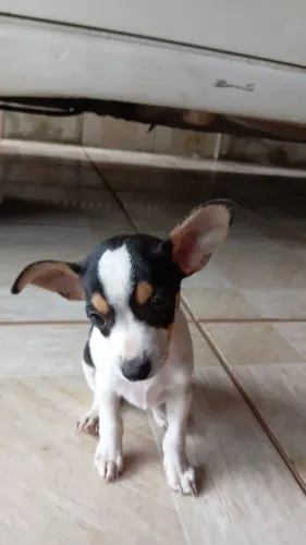 Pinscher macho a venda