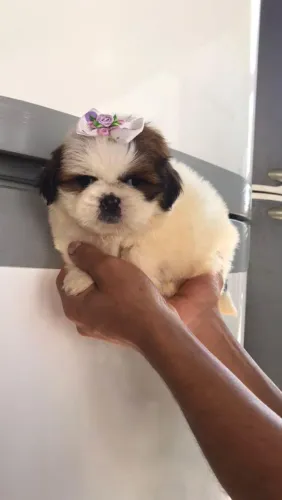 Shih Tzu fofo