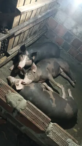 Animal 