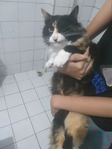Gato para doar