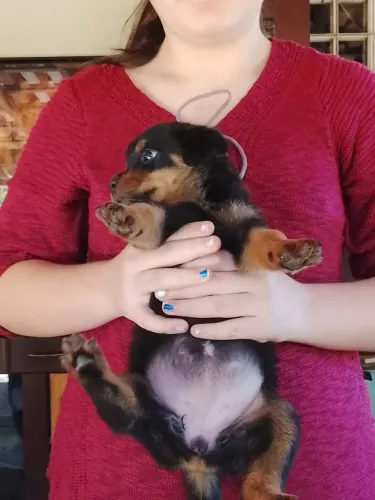 Rottweiler