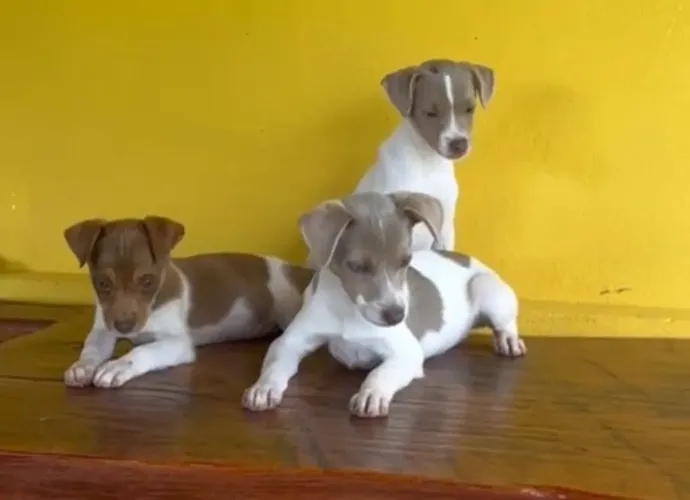 FOX PAULISTINHA LINDOS