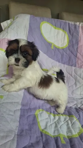 Shih Tzu machinho tricolor pequeno!
