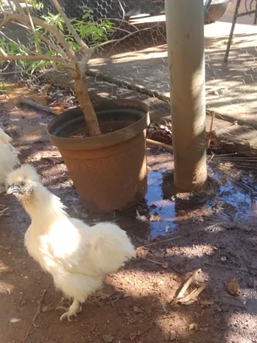 Casal de galinha sedosa