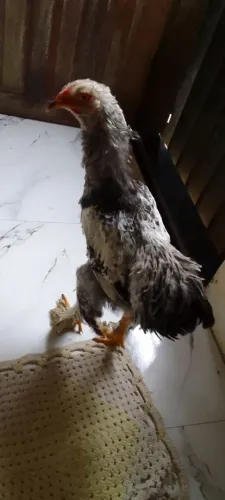 Vendo 2 franguinhos Brahma light