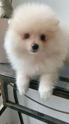 Fofinha Lulu da Pomerânia