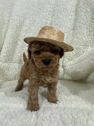 Poodle Toy red entregamos na sua residência 