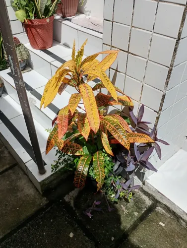 Plantas nos jarros ou mudas.