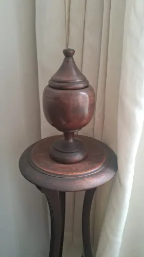 Pinha de Pau-Brasil