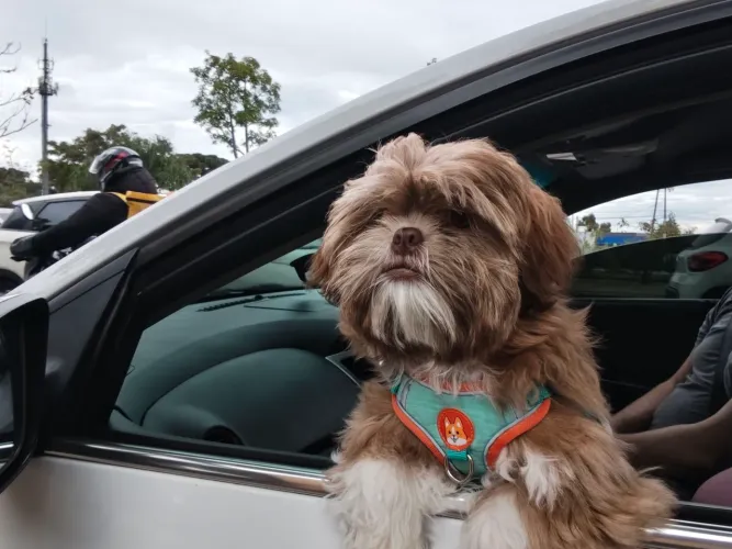 Shih Tzu