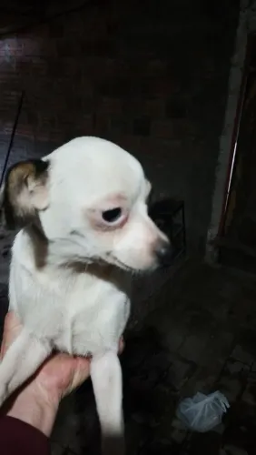 Chihuahua Fêmea pelo Curto com 8 meses
