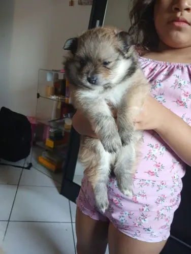 Filhote spitz alemão, Um lar cheio de amor precisa de um filhotinho!