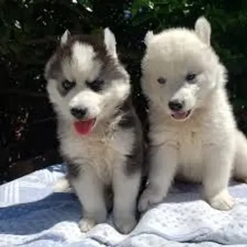 HUSKY Energia que contagia.