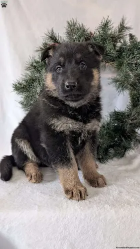 Filhote de cachorro Pastor Alemão linhagem selecionada e super dócil