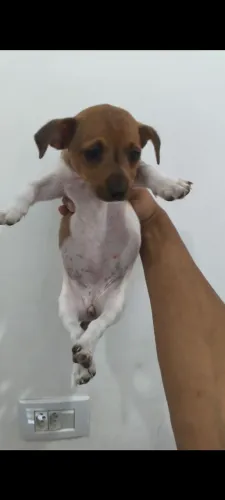 VENDO FILHOTE FEMEA DE PINCHER COM SALSICHA 