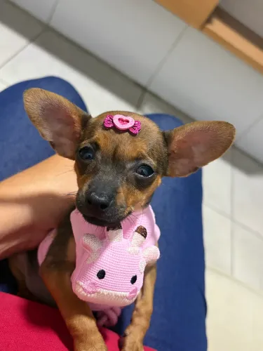 Pinscher 0