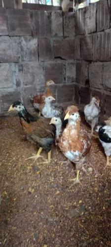 Pintinhos gsb várias idades