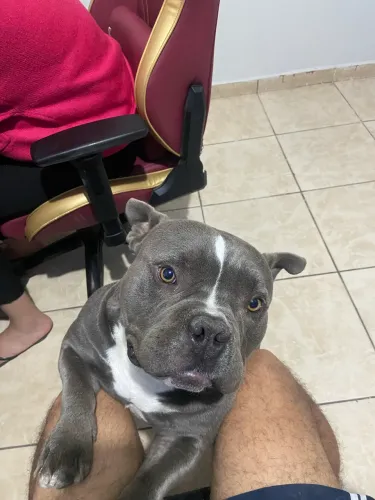 Doa-se American Bully Macho - 3 Anos