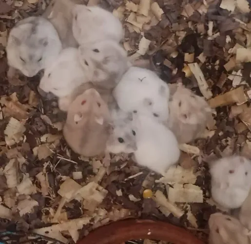 Hamister anão russo micro argentes cores variadas disponíveis