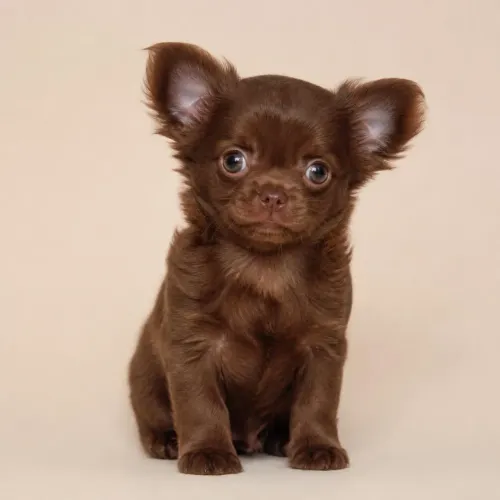 Chihuahua de alta qualidade e linhagem chocolate