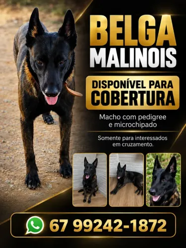 BELGA MALINOIS