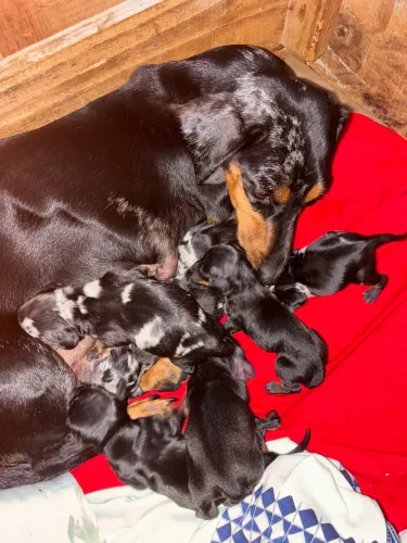 Filhotes de daschund para reserva