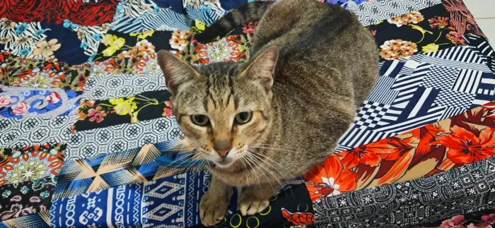 Gatos para adoção