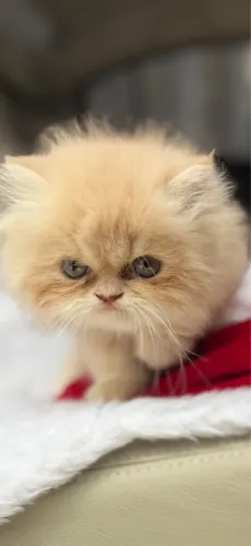 Gato persa disponível macho em 10x 