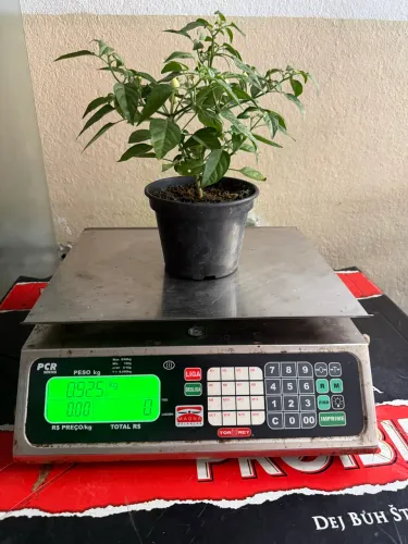 Balança comercial torrey