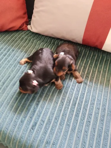 Filhote de yorkshire terrier