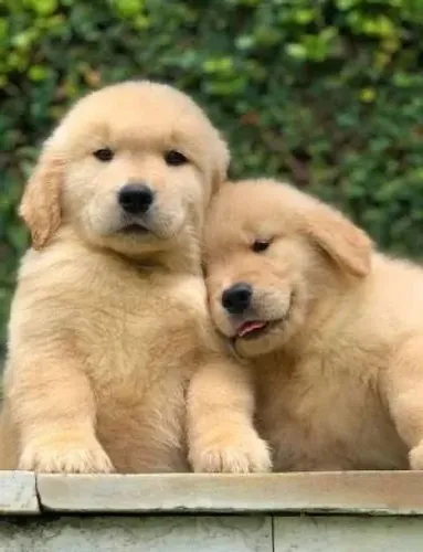 Golden retriever contrato