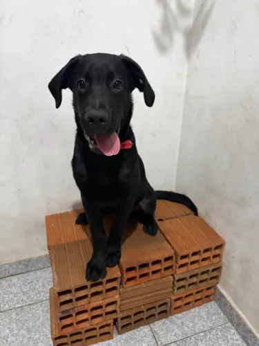 Cachorro labrador de 5 meses