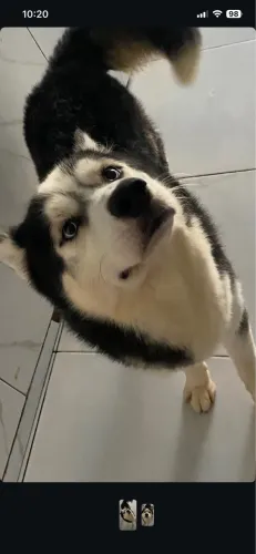 Cachorrinho dócil pra adoção 