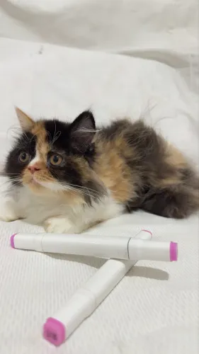 Filhote de Gato persa Tricolor