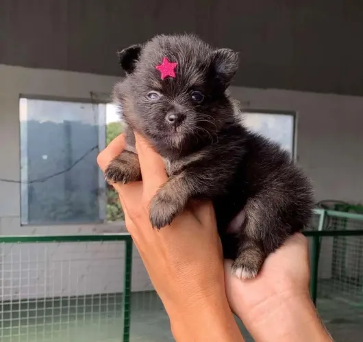 Lulu da pomerania 