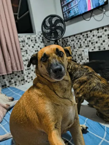 Cachorrinha para adoção!!!!