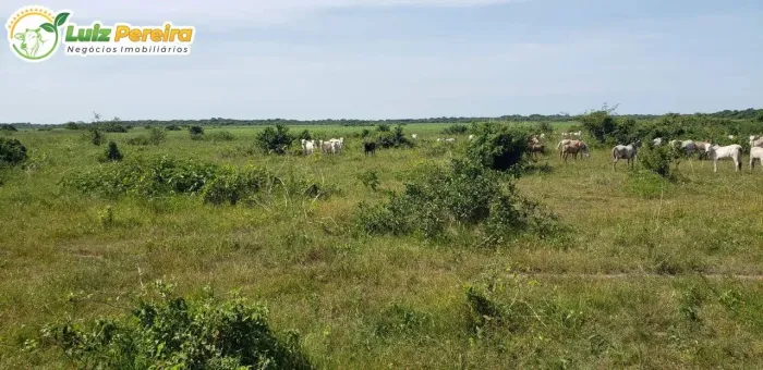 FAZENDA À VENDA EM POCONÉ MT 3.600 HECTARES (PECUÁRIA)
