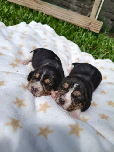 Filhote de Beagle