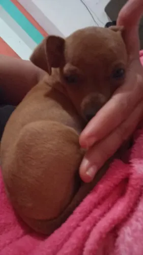 Vende-se filhote de pinscher 