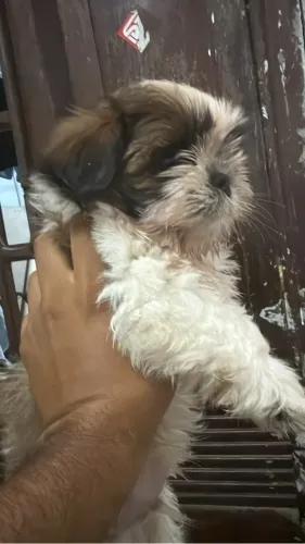 Shitzu MACHO