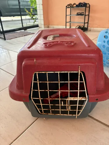 Casinha de transporte cachorro 