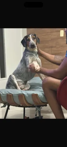 Cachorro para Adoção  Pai Foxhound - Mãe Blue Heeler 