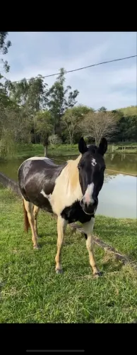 vendo égua paint horse registrada, linhagem dr sunny pep 